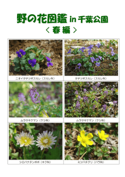 野の花図鑑≪春編≫（PDF：1373KB）