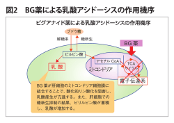 図2 BG薬による乳酸アシドーシスの作用機序 - D