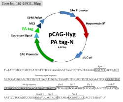 pUC ori CAG Promoter MCS SV40 PolyA SRα Promoter BleomycinR