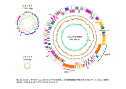 カルソネラ 174,014 bp プラスミド 5,458 bp プロフテラ染色体 459,399