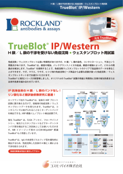 TrueBlot® IP/Western