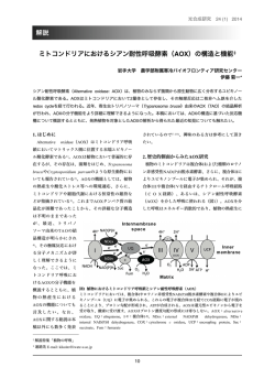 ミトコンドリアにおけるシアン耐性呼吸酵素（AOX）の構造と機能‡ 解説