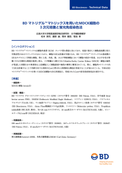 BD マトリゲルTM マトリックスを用いたMDCK細胞の