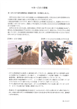 OPU-IVF体外受精卵追い移植産子第一号が誕生しました。