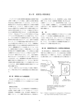 第4章 病原性の簡易検定