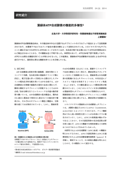 葉緑体ATP合成酵素の機能的多様性§ 研究紹介