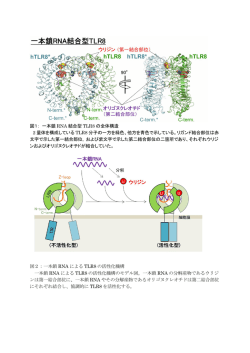 図1： 一本鎖 RNA 結合型 TLR8 の全体構造 2 量体を構成している