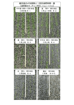 越冬後の当茎数と1回目追肥時期・量