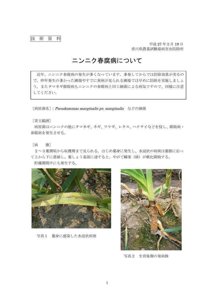 技術資料 ニンニク春腐病について