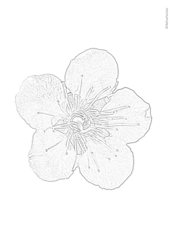 塗り絵 | 梅の花（大きめ）;pdf