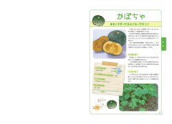 かぼちゃ（PDF/584k）