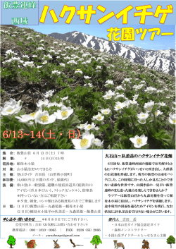 大石山～杁差岳のハクサンイチゲ花畑